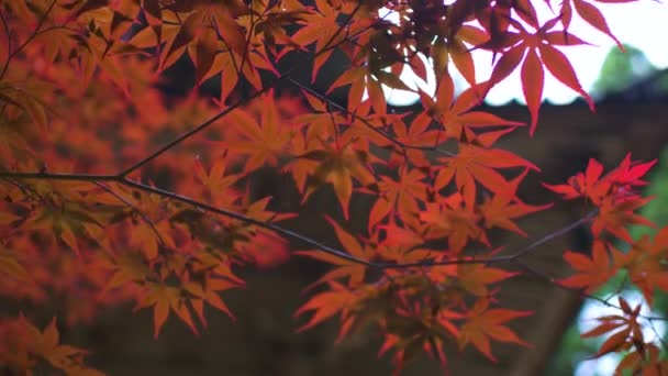 Arce Japonés Deja Rojo Moviéndose Suavemente Viento Ángulo Bajo Bloqueado — Vídeo de stock