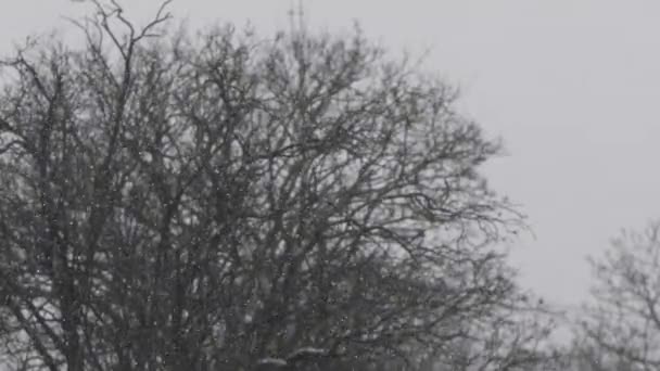 Sníh Padá Rozmazanými Holými Stromy Pozadí Uzamčeno — Stock video