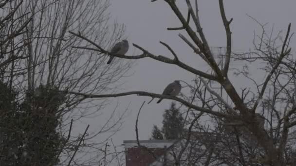 Dois Pombos Que Descansam Ramo Árvore Fora Jardim Que Neva — Vídeo de Stock