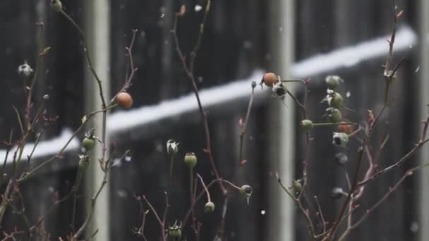 雪花轻柔地落在花园的玫瑰花蕾外面 锁住了 — 图库视频影像