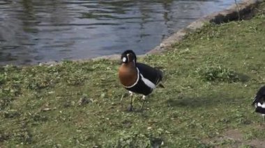 Londra 'daki St. James Gölü' nün yanındaki Mallard Ördeği