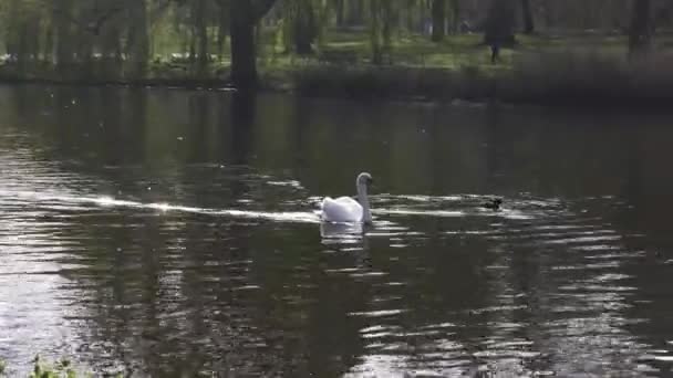 Swan Κολύμβηση Στο James Park Lake Στο Λονδίνο Λήψη Ανίχνευσης — Αρχείο Βίντεο