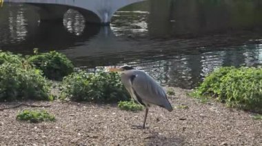 Gri Herron Londra 'daki St. James Park Gölü' nün yanında duruyor.