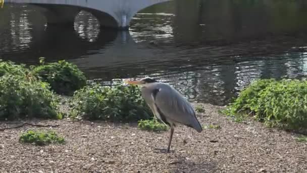 ロンドンのセント ジェームズ公園湖の横に立つ一般的な灰色のヘロン — ストック動画