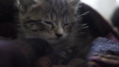 Küçük şirin Tekir Kedicik battaniyeye sarılıp uykuya daldı. Kapat.