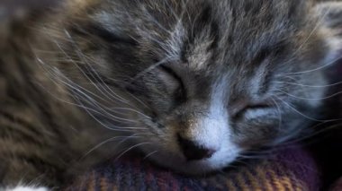 Şirin Tekir Kedi 'nin Battaniyede Uyuyan Portresi. Kilitli