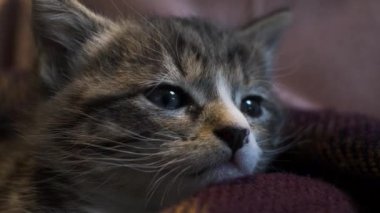 Şirin Tekir Kedicik Meraklı Bakıyor. Kapat, Kapalı