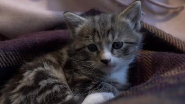 Çizgili kedi yavrusu battaniyenin üzerinde dinlenirken kameraya bakıyor. Kilitli