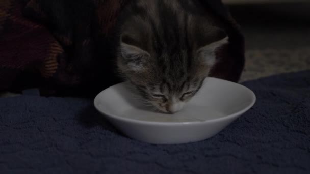 Mladá Tabby Kitten Pije Mléko Talíře Uzamčeno — Stock video