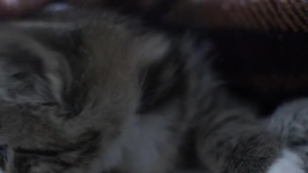 Cute Tabby Kitten Being Inquisitive Close — Stock Video
