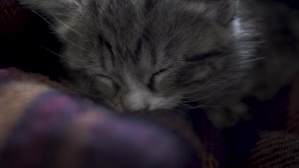 Close Van Kleine Tabby Kitten Slapen Deken Afgesloten — Stockvideo
