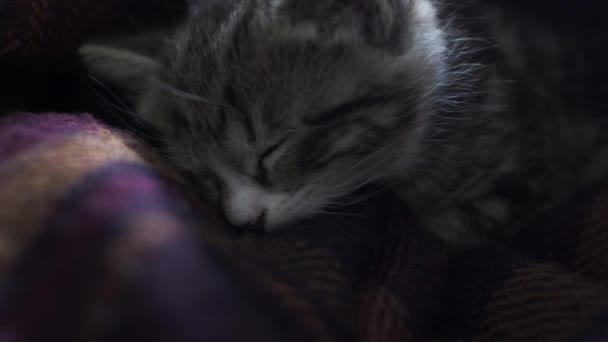 Tabby Kitten Dormindo Com Cabeça Aconchegada Cobertor Fechar Fechado — Vídeo de Stock