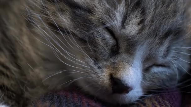 Lindo Gatito Tabby Durmiendo Manta Cerrado Cerca — Vídeos de Stock