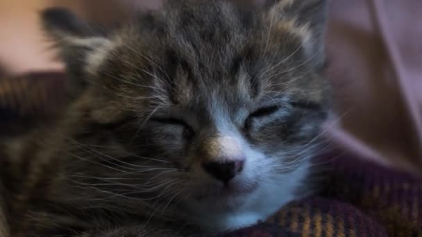 Lindo Gatito Tabby Poco Poco Cayendo Dormido Una Manta Cerrado — Vídeos de Stock