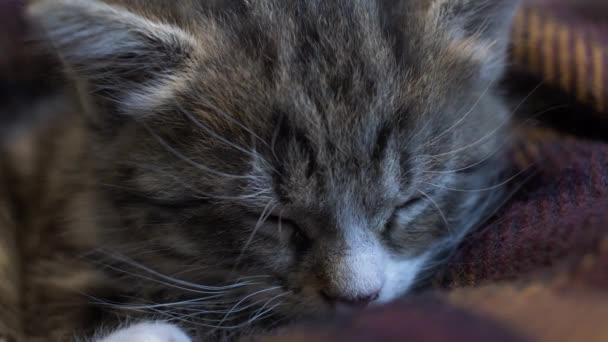 Primer Plano Lindo Gato Tabby Durmiendo Manta Cerrado — Vídeos de Stock