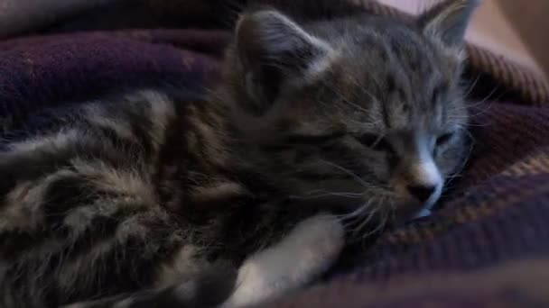 Bonito Gatinho Cair Dormir Num Cobertor Bloqueado — Vídeo de Stock