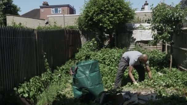 Etnische Minderheden Volwassene Mannelijke Clearing Away Bindweed Back Garden Afgesloten — Stockvideo