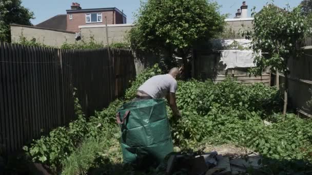 Etnische Minderheden Volwassen Mannelijke Trekken Van Bindweed Back Garden Plaatsing — Stockvideo