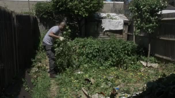 Etnische Minderheden Volwassen Mannelijke Trekken Van Bindweed Back Garden Afgesloten — Stockvideo