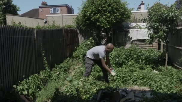 Etnia Minoria Adulto Masculino Clearing Bindweed Back Garden Bloqueado — Vídeo de Stock