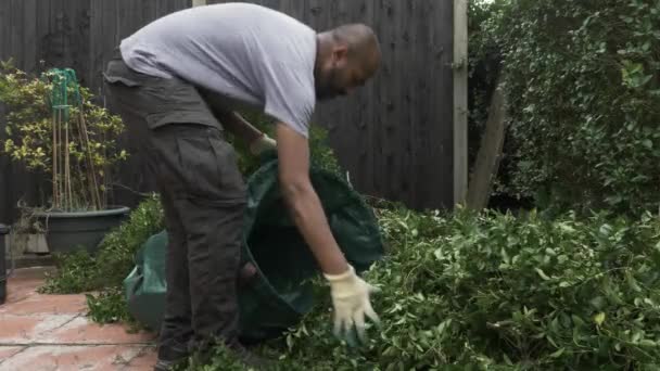 Asian Adult Male Placing Hedge Trimmings Large Green Waste Bag — Stock Video