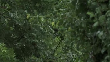 Lush Green Leaves On Branches Moving In Wind In The Rain. Locked Off
