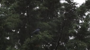 Black Crow Perched On Tree Branch In Rain Before Flying Away. Locked Off