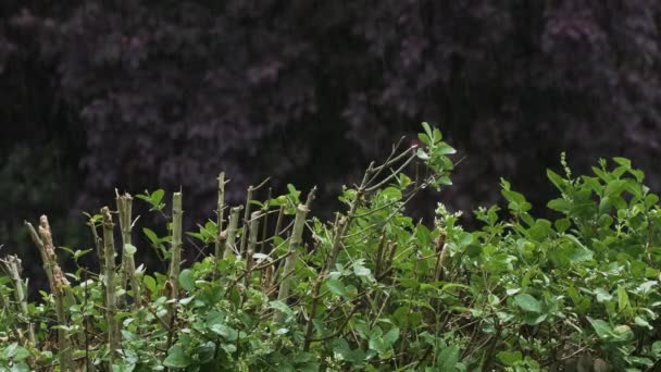 Rain Falling Cut Hedgerow Purple Leafed Tree Background Locked — Stockvideo