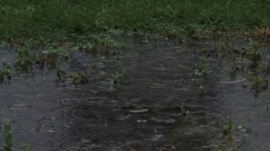 Falling Rain On Grass Pond Creating Water Circles On Overcast Day. Locked Off