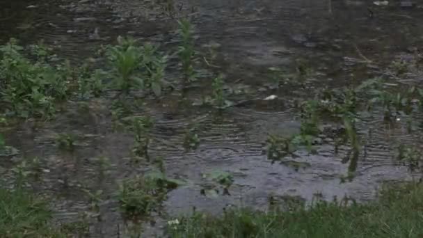 Круги Вокруг Воды Образуются Дождя Падающего Травяной Пруд Потерянные — стоковое видео