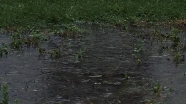 Падение Дождя Травяной Пруд Создание Кругов Воды Пасмурный День Потерянные — стоковое видео