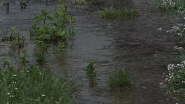 Rain Falling Grass Pond Creating Water Circles Overcast Day Locked — Stok video
