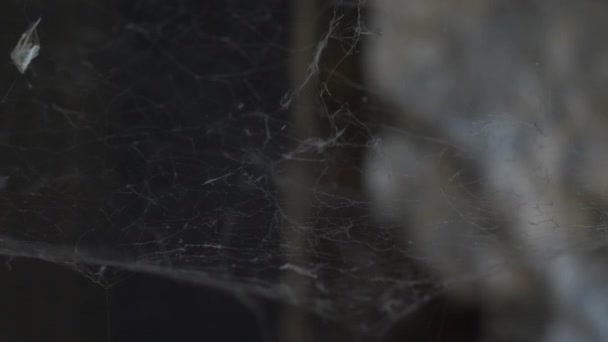 Macro Primer Plano Los Filamentos Spider Web Balanceándose Suavemente Bloqueado — Vídeos de Stock