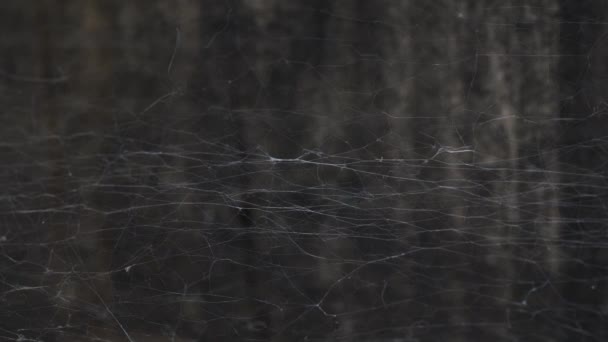 Macro View Spider Web Filaments Inglés Bloqueado Estableciendo Tiro — Vídeos de Stock