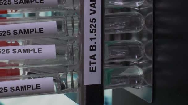 Eta 525 Test Tube Samples Rack Вертикальне Відео Повільніше — стокове відео