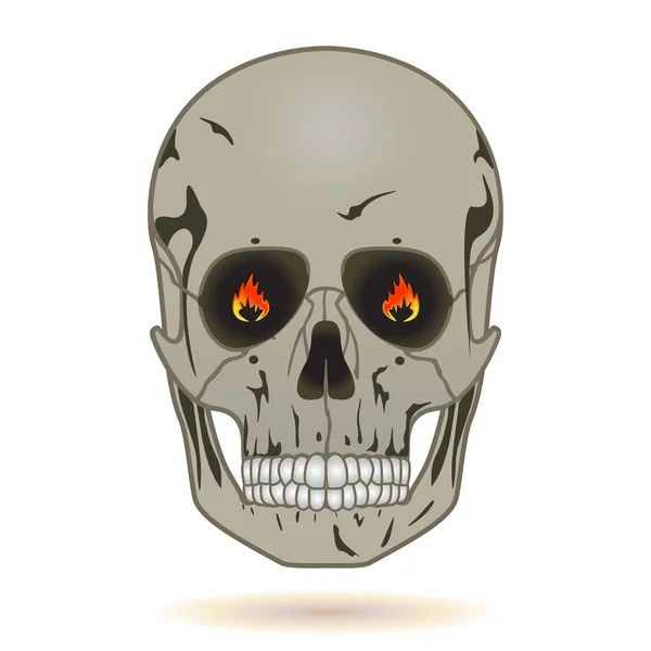 Human skull, front view — Stock Vector