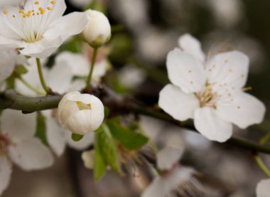 İlkbaharda çiçek açan bir meyve ağacının dalında güzel bir tomurcuk. Çiçeklerin bulanık odaklandığı doğal mevsimlik arkaplan ve kartlar, modeller, posterler, sunumlar için kopyalama alanı.