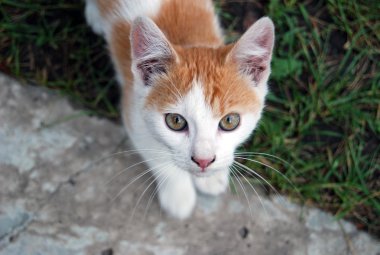 küçük kırmızı kedi