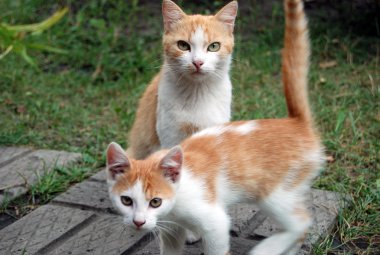 Küçük kırmızı kedi ve annesi