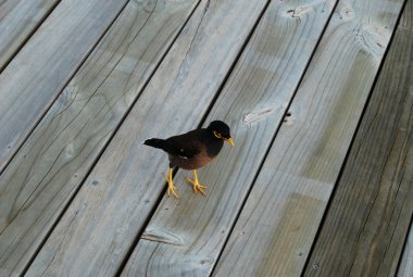 Ahşap zemin üzerinde küçük kuş