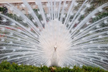 Beyaz açık kuyruğunu tavus kuşu