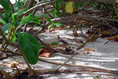 Kumsaldaki kertenkele