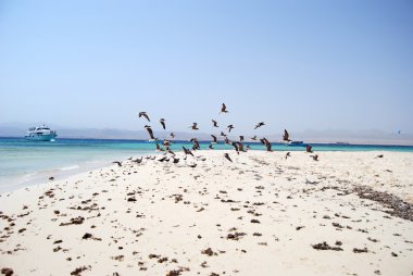 Sahilde deniz martı.