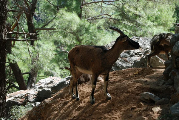 Gorge dağ greecian keçi