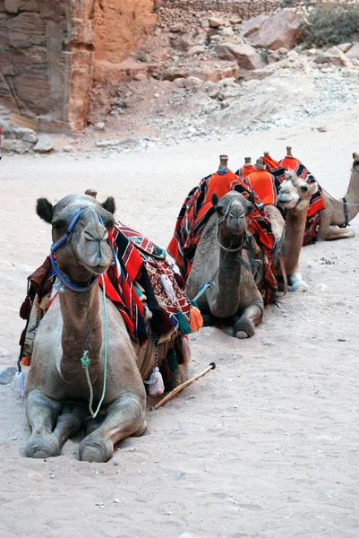 集团的骆驼 — 图库照片
