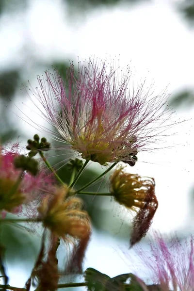 Kwiaty Pod Koniec Lata Półwyspie Krymskim — Zdjęcie stockowe