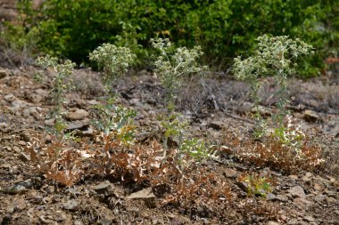 Kırım 'da yazın sonunda çiçekler
