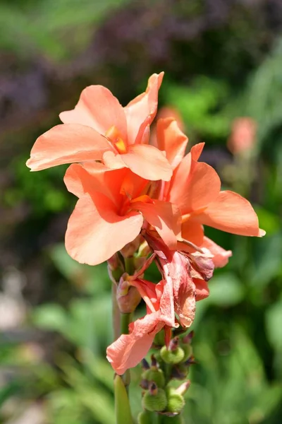 Flowers End Summer Crimea — Stock Photo, Image