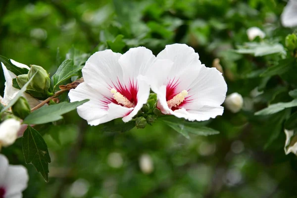 克里米亚夏末的花朵 — 图库照片