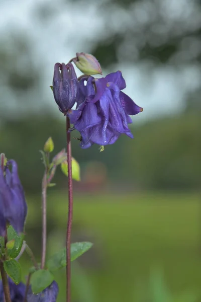 The opened flowers at dawn in the summer